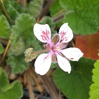 Erodium pelargoniflorum